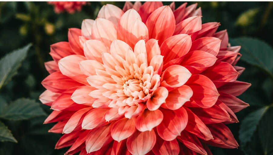 A pink dahlia in full bloom, greenery behind